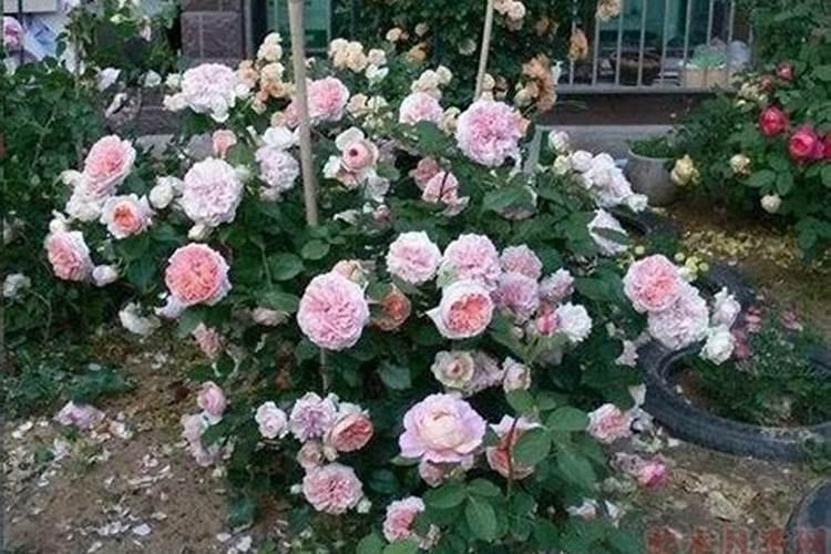 怎样区别碳酸氢铵和碳酸钠