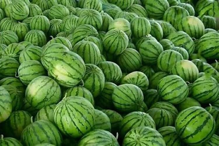 硝酸磷肥有哪些果树安全施用技术？