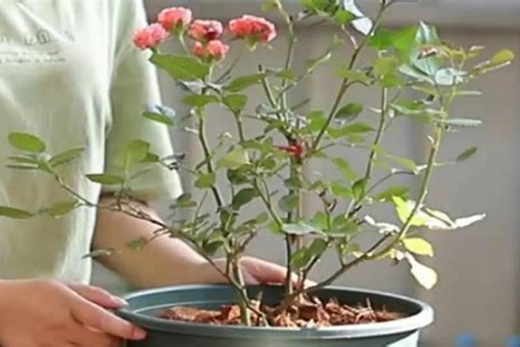 施用硝酸磷肥需要注意哪些问题？