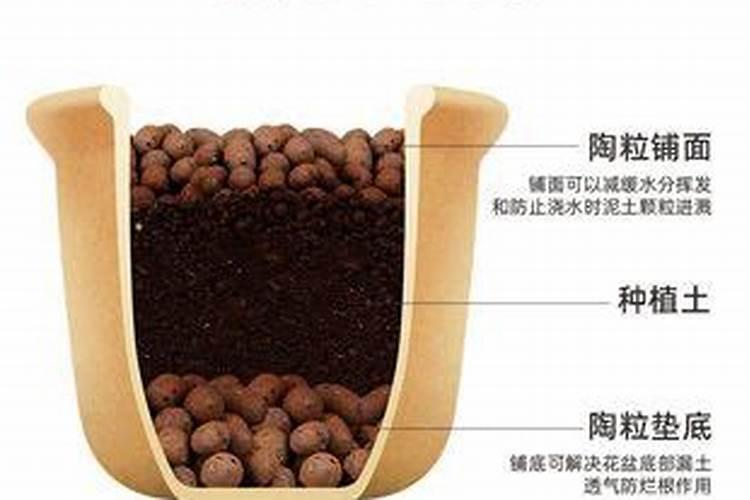 粉蕉黄叶怎么根治