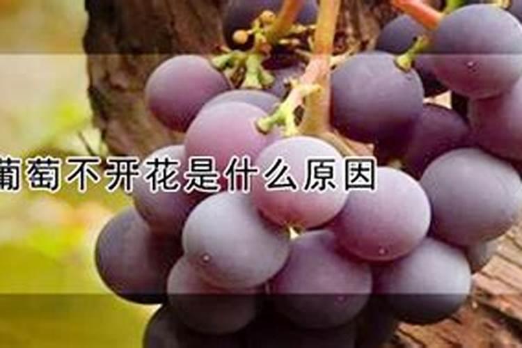 葡萄喷哪种叶面肥比较好？