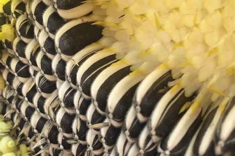 食葵种植技术是怎样的