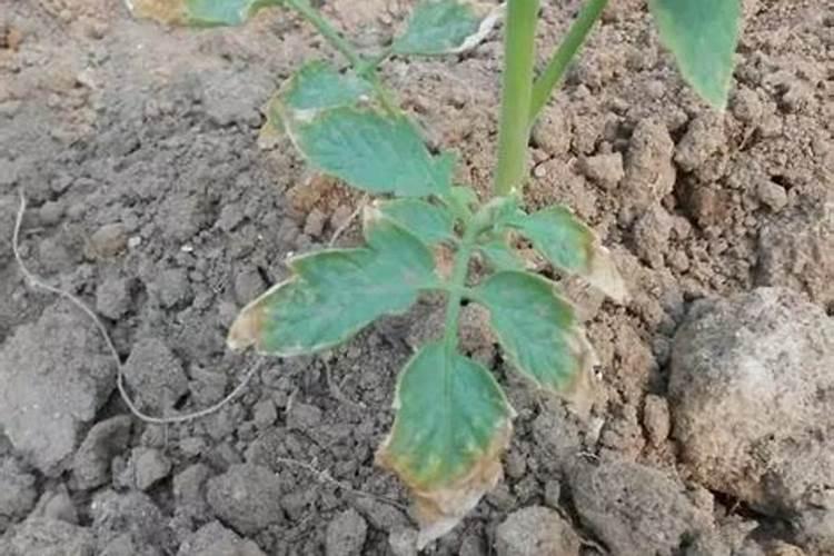花生上过肥料出现底叶干黄怎么办能浇氷吗