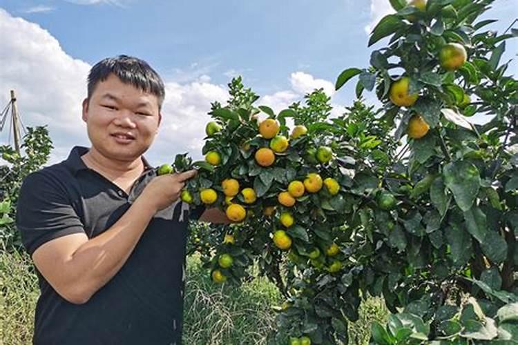 大棚甜瓜冲高钾水溶肥一亩冲多少合适瓜有鸡蛋大