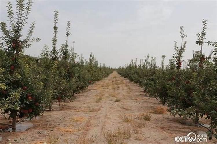 种葡萄土壤为什么缺硼肥