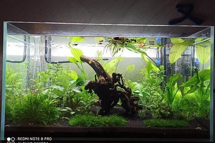 小麦打几遍芸苔素