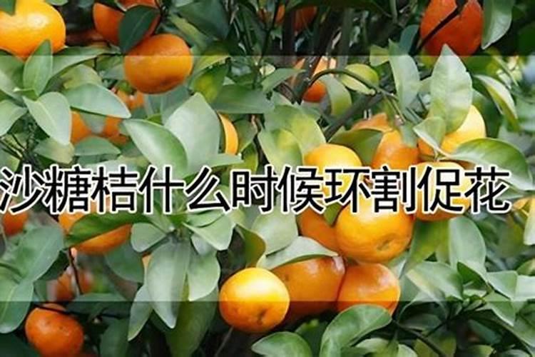 沙糖桔第二年施肥技巧