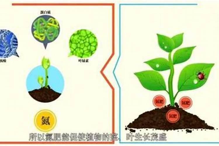 微生物在氮循环中的作用