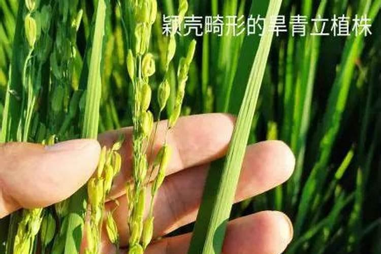 水稻立枯病危害大,秧苗怎么防治水稻立枯病？