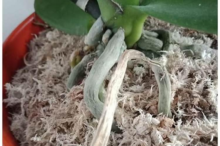 蝴蝶兰花心冻伤怎么办