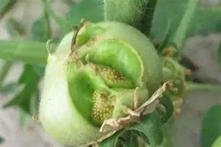 什么是含氨基酸水溶肥？