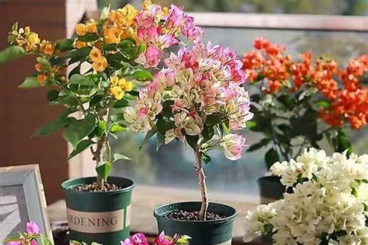 芝麻花期用什么叶面肥较好