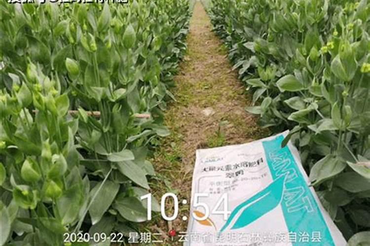 芒果树苗得种多久发芽 芒果树苗种植后需要多久才能发芽？