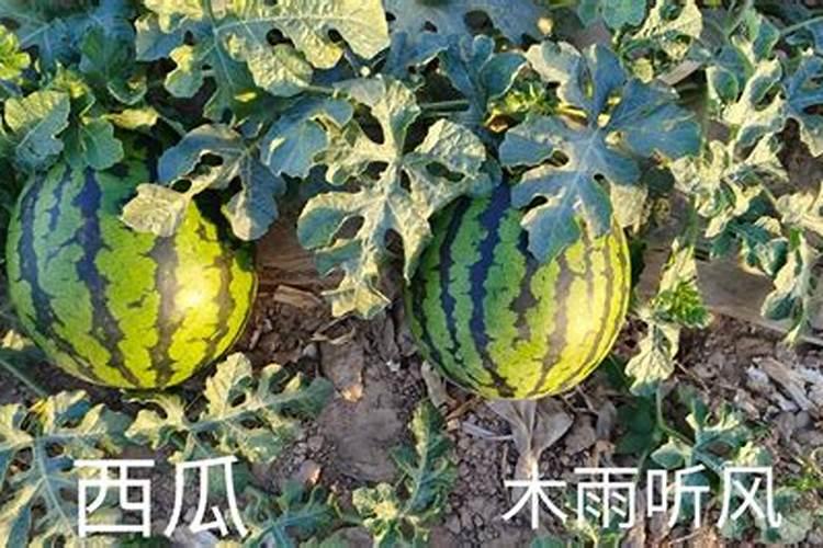 有机肥里面含有的什么元素比较多