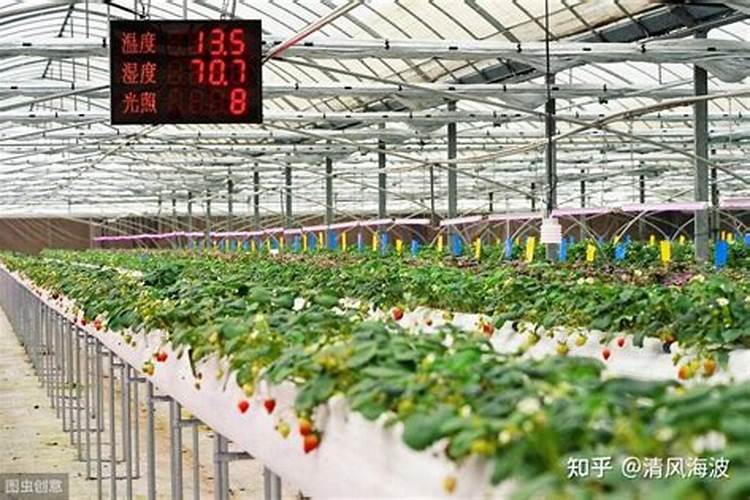 大棚草莓定植后的管理