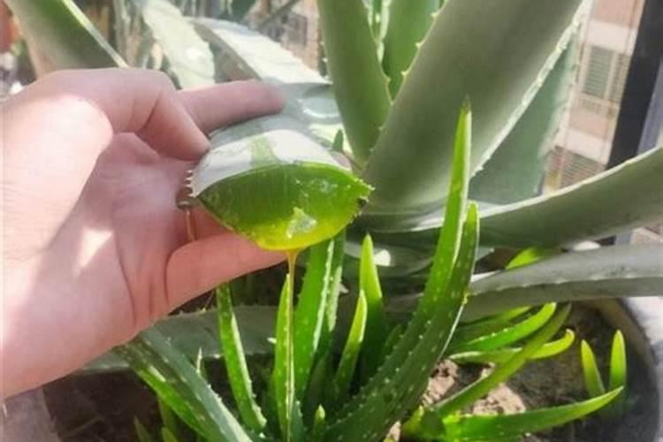 芦荟浇什么水最营养