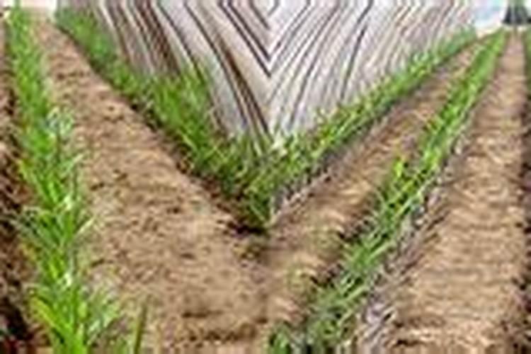 硫酸钾可以直接用做生姜底肥吗？