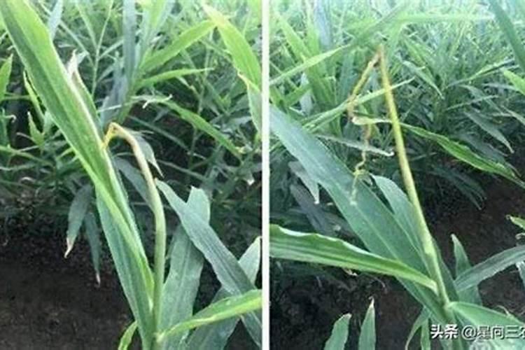 生姜的钾肥是什么