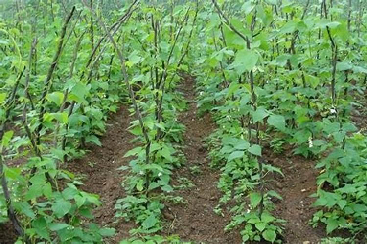 芥菜施什么肥长得快