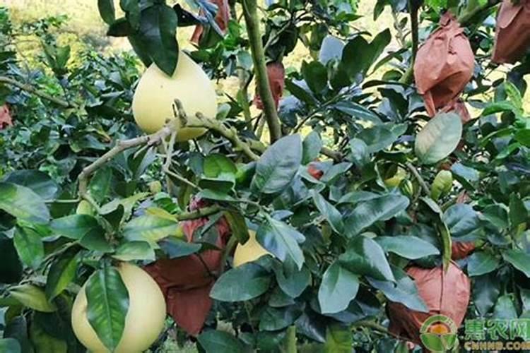 桃树花期施什么肥料？