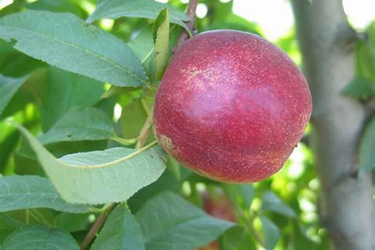 植物叶斑病用什么药