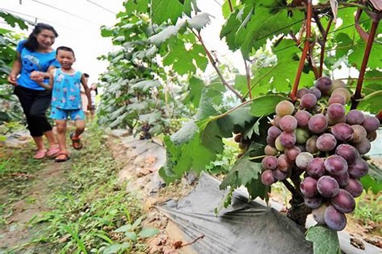 西瓜最忌三种肥料