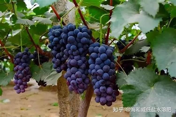 一般施肥多少天能吸收(化肥施入土壤后多久被吸收)