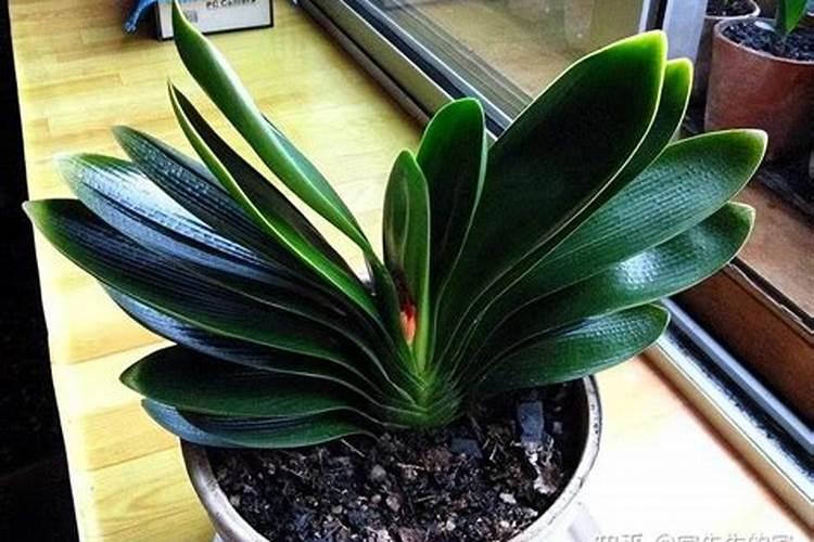 六安花鸟市场在哪里