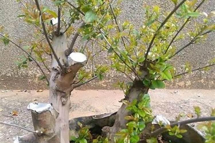 茶花能往叶子上喷水吗