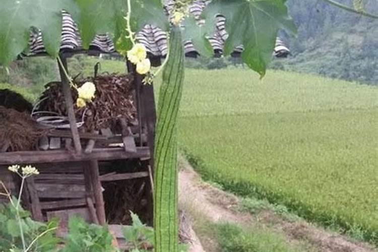 丝瓜光开花不结果叶子多什么原因(要怎样整理才会结果)
