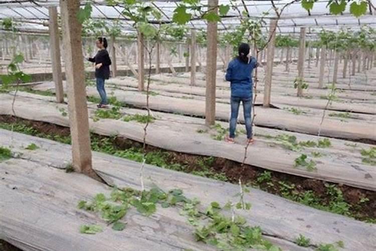 芸苔素内酯的3种误解、5大作用、5大经典复配方案!