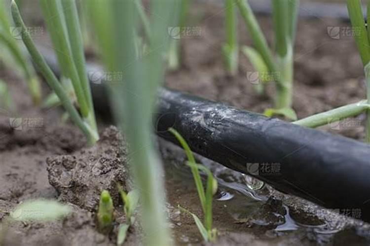 洋葱怎样种植才能得到又大又好