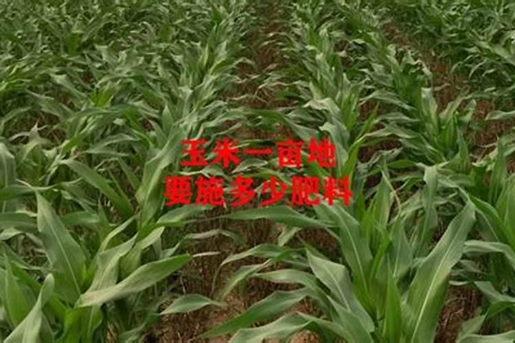 一亩玉米地该施多少肥料？
