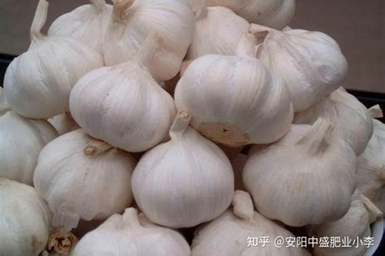 大蒜种植如何避免出现“空心蒜” 大蒜养殖方法