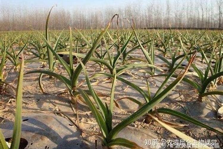 鲁南地区种植大蒜什么时候追肥合适