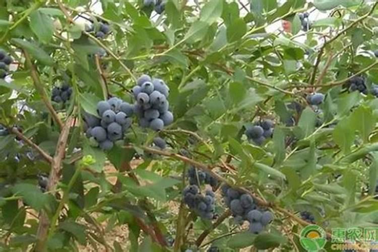 2025山西科学施肥增效方案