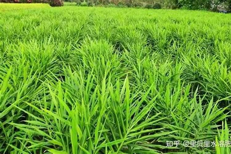 分别说明N,P,K肥会对植物生长起到什么作用