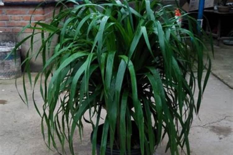 洋葱育苗最佳时间