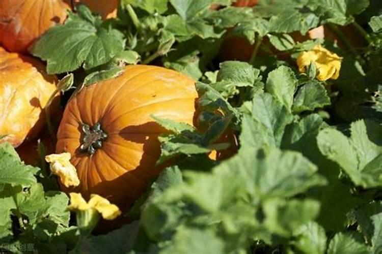 洋葱育苗最适合几月份,育苗时要注意哪些技巧？