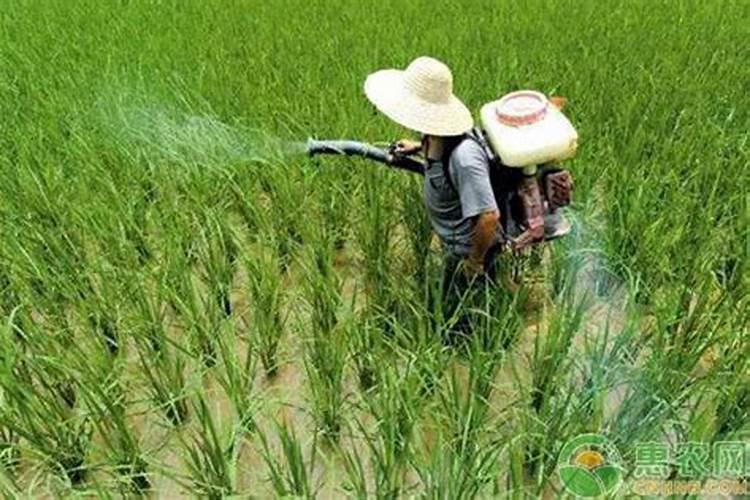微量元素水溶肥多久用一次 微量元素水溶肥料的适用作物和使用方法