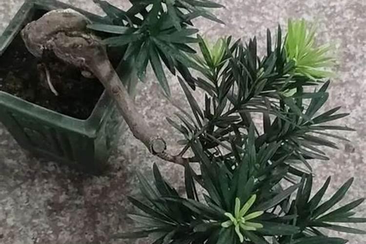 罗汉松施什么肥好罗汉松应该施什么肥