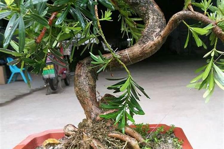 罗汉松喜欢酸性还是碱性？