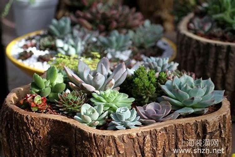 香芋什么时候成熟