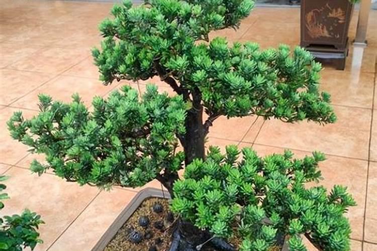 罗汉松叶子上有白色的粉怎么治