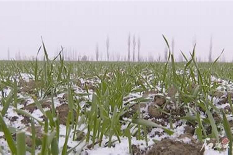 小麦冬前喷什么叶面肥