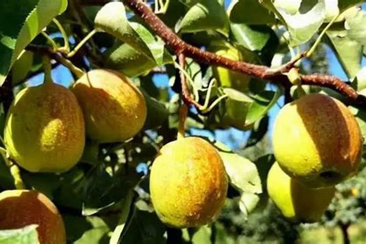 红薯种苗根部杀菌消毒方法