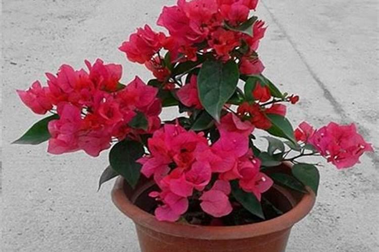 俄罗斯硫酸钾是真的吗