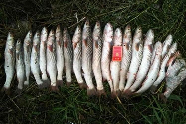 魔芋什么时候追肥合适