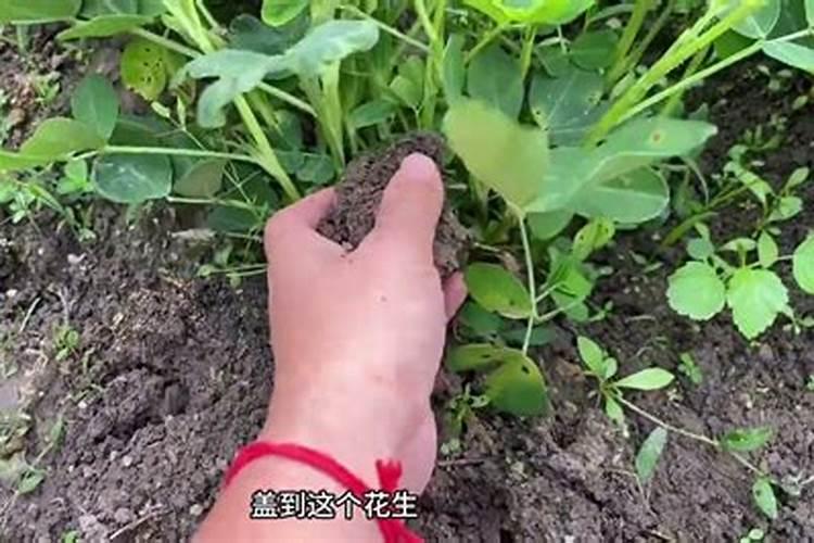 种植花生的时,氮磷钾时花生所必须的大量元素吗？