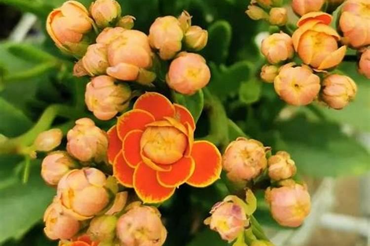 长寿花长花苞的时候施什么肥